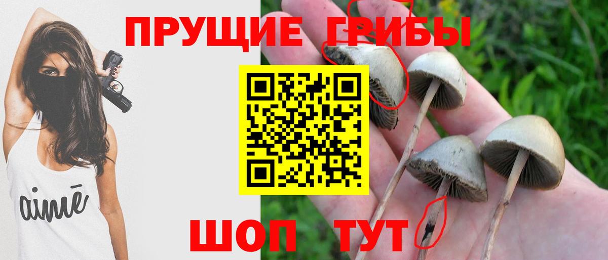 Богородицк  Псилоцибиновые грибы прущие грибы  Вход с VPN 